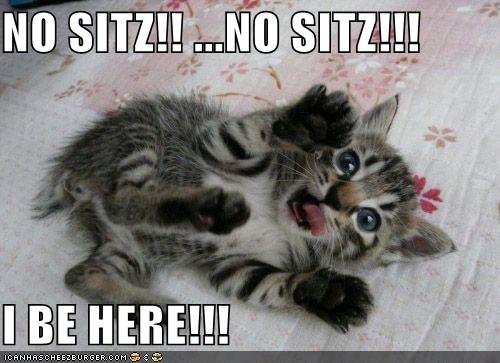 funny animals with captions pictures. A Lolcat