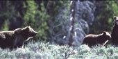 Grizzly Bear kills Man visiting Yellowstone National Park