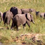 Elephants in Zakouma National Park, Chad