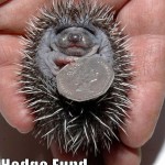 hedgehog-has-a-coin A "Lolcat" with the picture of a hedgehog