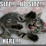 kitten-begs-you-not-to-sit-on-him A Lolcat