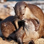 Otters