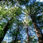 Muir Woods, California