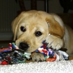 Labrador Retriever puppy, the #1 breed