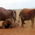 African Bush Elephants in Tsavo East National Park (img: Mgiganteus1)