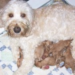 A Labradoodle nursing puppies