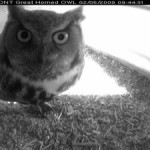 Owl Cam