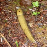 The Banana Slug