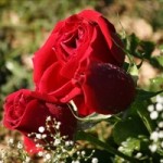 red_roses Roses