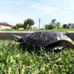 Red-eared Slider Turtle