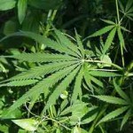 420