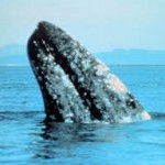 A Gray Whale, similar to the one found near Santa Cruz