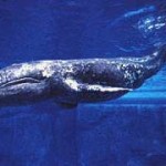 A Gray Whale, similar to the one found near Santa Cruz