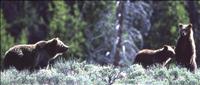 Grizzly Bears Yellowstone National Park - Credit: National Park Service