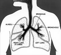 Lungs Diagram Credit: National Cancer Institute - PD