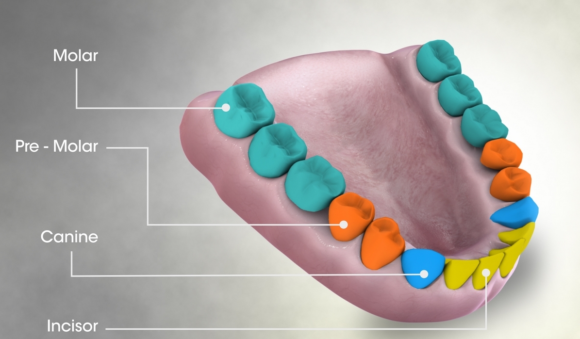 Four main types of teeth in humans