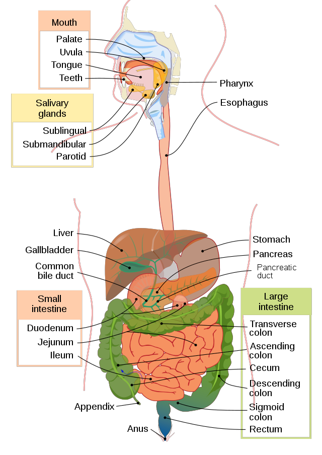 GI Tract