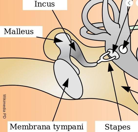 PD Inner Ear Wikimedia