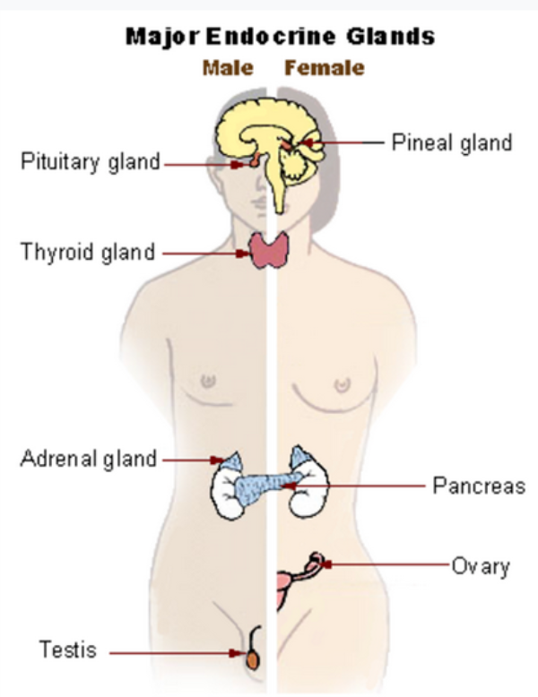 Endocrine system