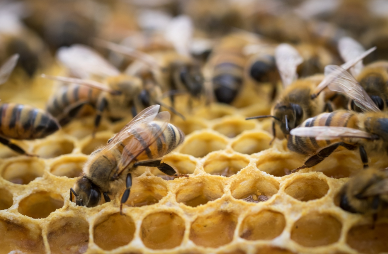 License: CC0 Public Domain Jean Beaufort has released this “Inside The Bee Hive” image under Public Domain license. It means that you can use and modify it for your personal and commercial projects. If you intend to use an image you find here for commercial use, please be aware that some photos do require a model or a property release. Pictures featuring products should be used with care.