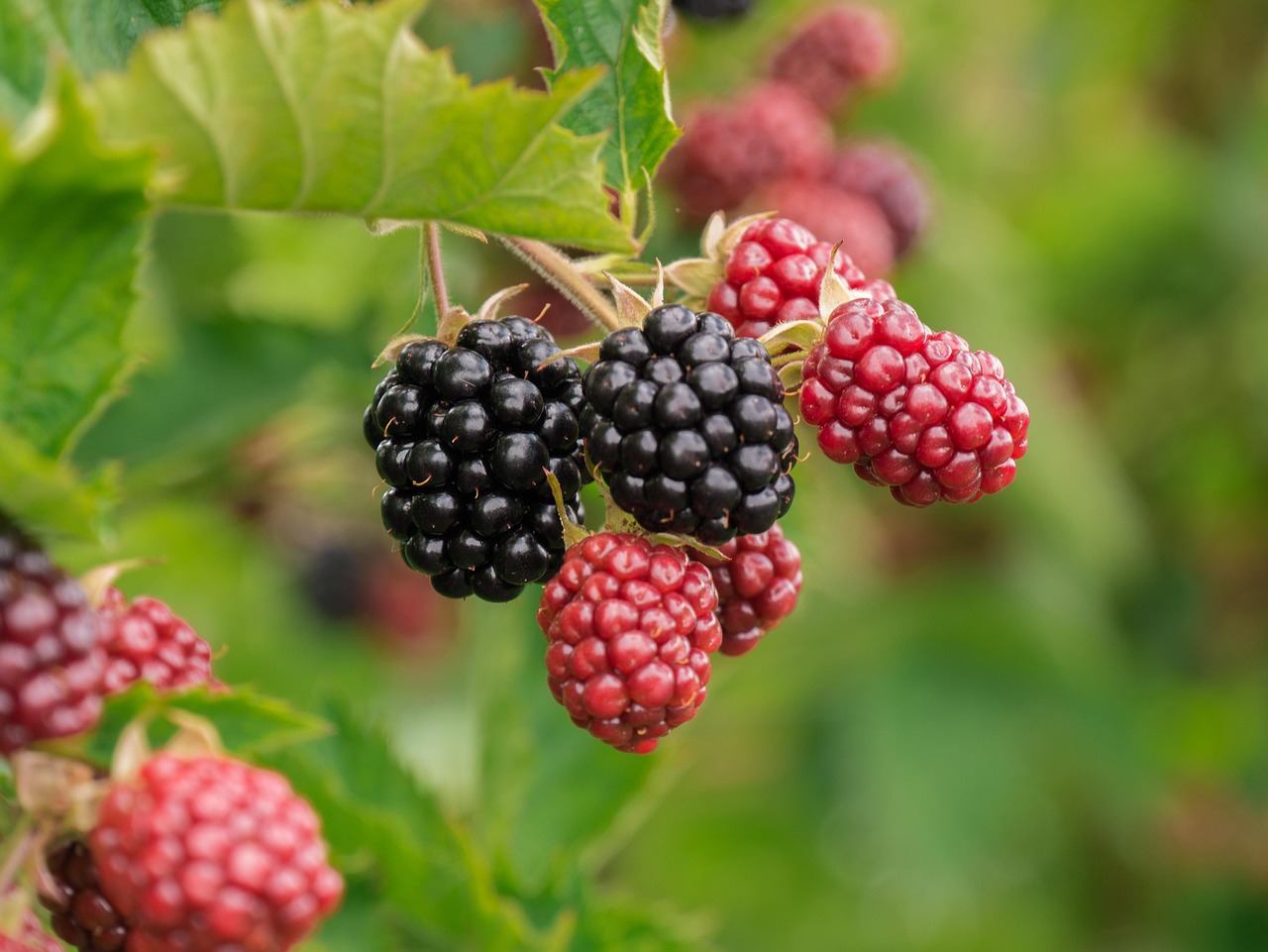 berry, blackberries, fruit, food, vitamins
