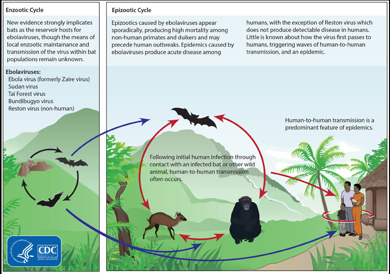 Centers for Disease Control and Prevention (CDC) - https://www.cdc.gov/vhf/ebola/resources/virus-ecology.html