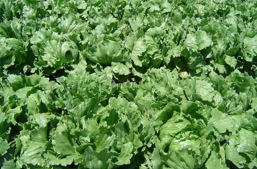 Close-up of an iceberg lettuce field in Northern Santa Barbara County (California, USA) between Santa Maria and Lompoc, on July 31, 2005.