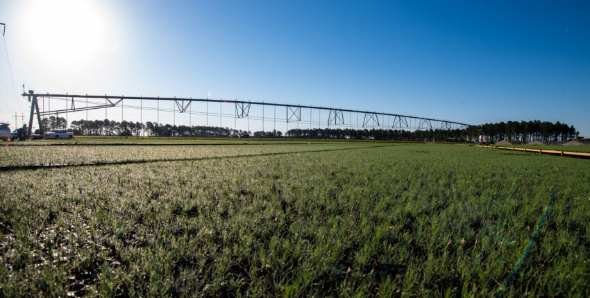 Lewis Taylor Farms co-owner William L. Brim checks on the health of long-leaf pine seedlings and the irrigation system, in Fort Valley, GA, on May 7, 2019. Located near his the greenhouses are two circular crops of long-leaf pines seedlings under a pivot irrigation system equipped with micro-sprinklers. Long-leaf pines are an indigenous tree in the Southeast. Growers are working to increase the number of this slower growing hearty hardwood tree in this region. The farm’s operation includes bell peppers, cucumbers, eggplant, squash, strawberries, tomatoes, cantaloupe, watermelon and a variety of specialty peppers on 6,500 acres; and cotton and peanuts on 1,000 acres. Mr. Brim talks about the immigration and disaster relief challenges following Hurricane Michael. USDA helped this farm with the Farm Service Agency (FSA) Emergency Conservation Program (ECP) for structural damage cleanup. He also mentions the importance of having Secretary Sonny Perdue, a person with agricultural background, come visit and listen to 75 producers six months ago, in southwest Georgia. USDA Photo by Lance Cheung. FSA www.fsa.usda.gov/index ECP www.fsa.usda.gov/programs-and-services/conservation-progr...