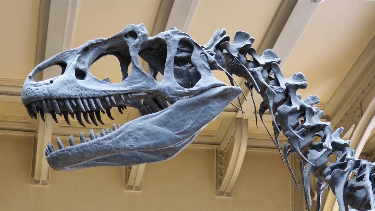 museum, skeleton, dinosaur, dinosaur skeleton, predatory dinosaur