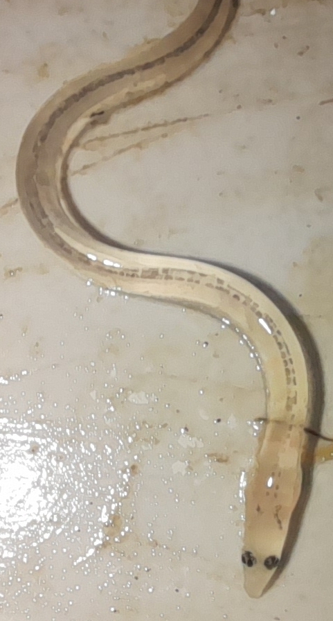 Anguilla anguilla glass eel (cropped).jpg