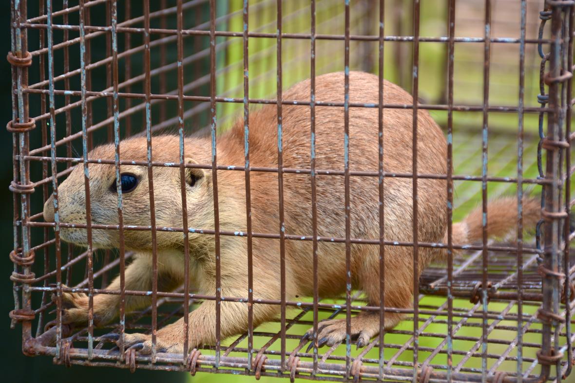 Captured Prairie Dog for SPV Testing (35560524493).jpg