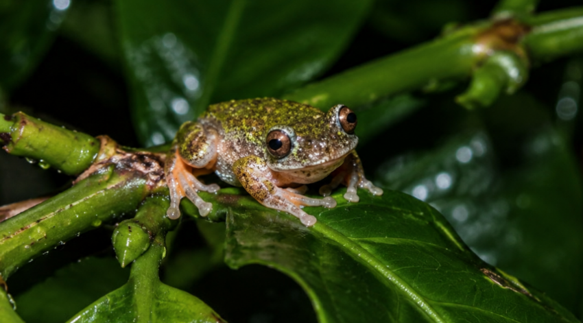 A tiny newly discovered coffee frog, also known as a spring frog, resting on glossy green leaves in a Costa Rican coffee-growing habitat.