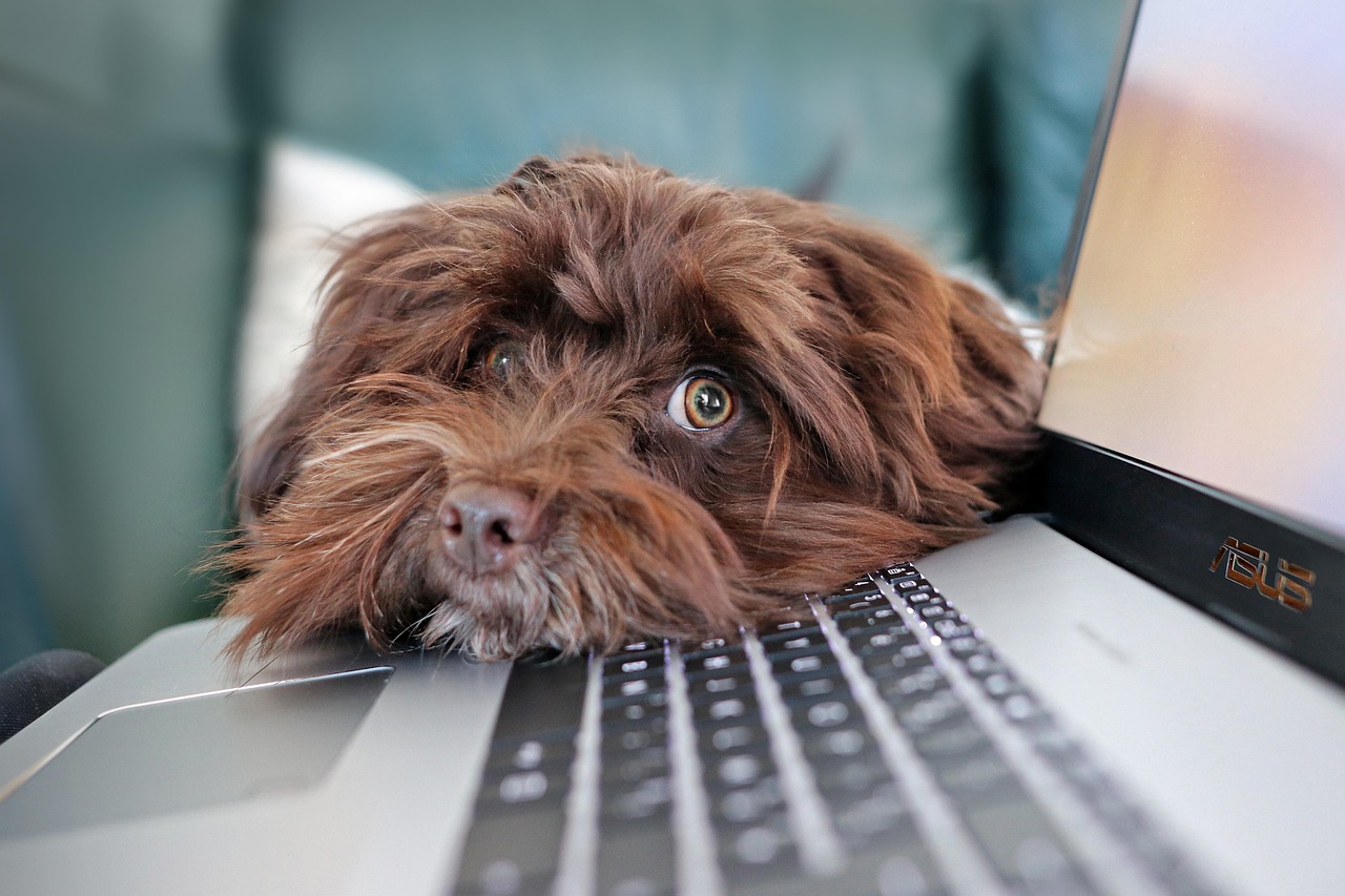 dog, containment, animal, telework, bichon
