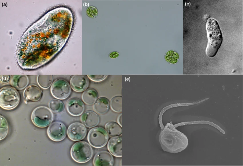 Examples of protists highlighting the morphological diversity of extremophiles. a Frontonia sp., an alkaliphilic ciliate from soda lakes in Kenya. Light microscope image courtesy of Geoffrey Odhiambo Ong’ondo (Egerton University). b Chlamydomonas pitschmanii Ettl, a strain of thermoacidophilic green algae isolated from hot spring soils. Light microscope image courtesy of Antonino Pollio (University of Naples Federico II). c Tetramitus thermacidophilus strain BSL, an amoeboflagellate from an acidic geothermal lake (Boiling Springs Lake) at Lassen Volcanic National Park in northern California, USA. DIC image courtesy of Gordon Wolfe (California State University, Chico), photographed by Billie Reeder. d Galdieria sulphuraria, a mixotrophic species of thermoacidophilic red algae, here growing under illumination. Light micrograph courtesy of Gerald Schöenknecht (Oklahoma State University, Heinrich-Heine-Universität Düsseldorf). e Halocafeteria seosinensis, a halophilic, heterotrophic nanoflagellate isolated from a saltern in Korea. SEM image courtesy of Jong Soo Park (Kyungpook National University).