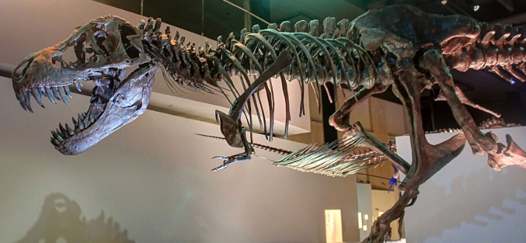 Bones and remains of prehistoric animals Tyrant king lizard, late Cretacious Period.