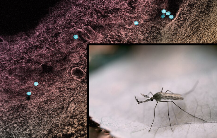 A male Culex mosquito and a transmission electron micrograph showing West Nile virus particles (colorized teal) within an infected cell. Credit: NIAID