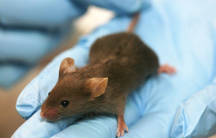 Lab mouse mg 3263