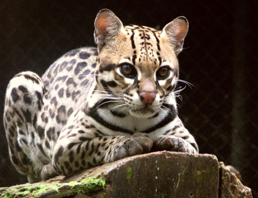 Ocelot (Leopardus pardalis)