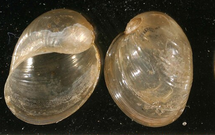 Myxas glutinosa