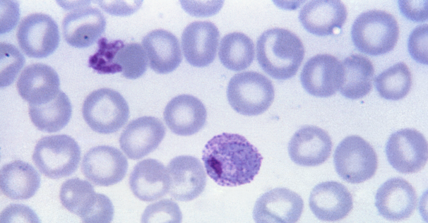 Plasmodium vivax 01
