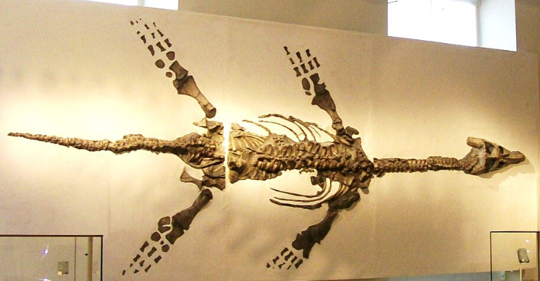 Atychodracon megacephalus (formerly Rhomaleosaurus, specimen LEICS G221.1851) skeleton, New Walk Museum, excavated at Barrow-upon-Soar, popularly known as the "Barrow Kipper"