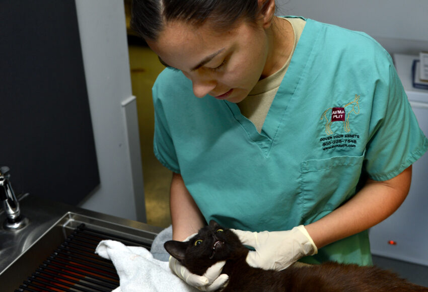 Army Capt. Amy Campbell, veterinarian branch chief at the Dover Air Force Base, Del. vet clinic, examines the condition of a cat during an emergency visit to the clinic May 1, 2013. The Army is the only branch in the Department of Defense with a veterinary corps. The clinic's main priority is the care of military working dogs.