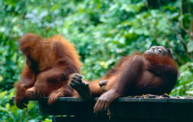 Bornean Orangutans (Pongo pygmaeus)
