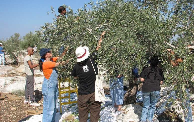 Israeli and palestinian olive harvesters in the village of Qafin, northern West Bank